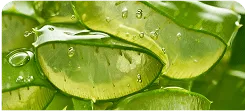 ALOE VERA INNER LEAF GEL EXTRACT